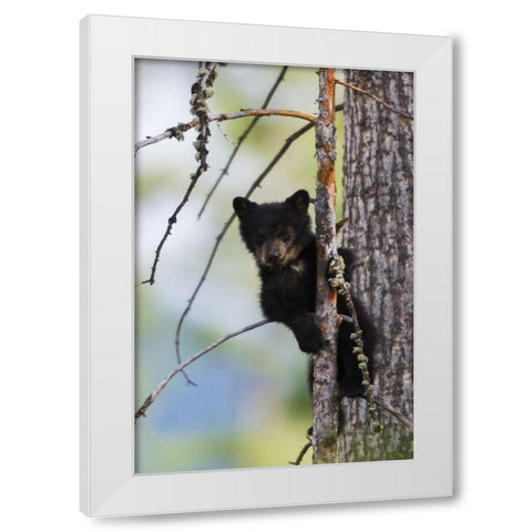 Black Bear Cub Climbing White Modern Wood Framed Art Print by Archer, Ken