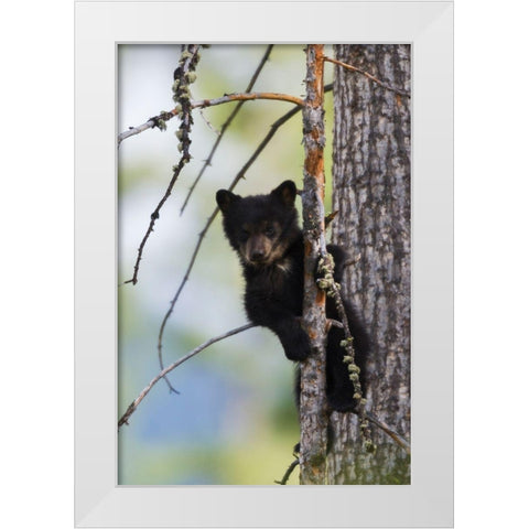 Black Bear Cub Climbing White Modern Wood Framed Art Print by Archer, Ken