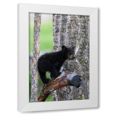 Black Bear Cub White Modern Wood Framed Art Print by Archer, Ken