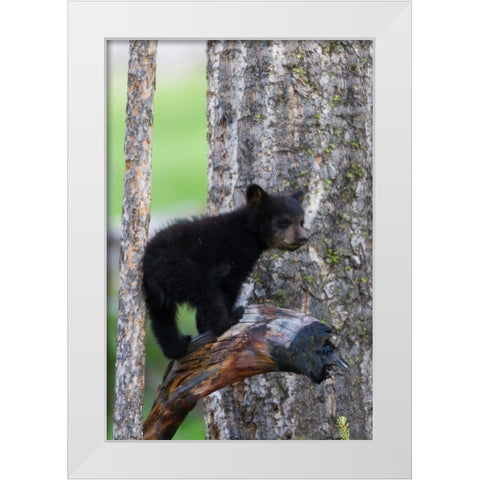 Black Bear Cub White Modern Wood Framed Art Print by Archer, Ken