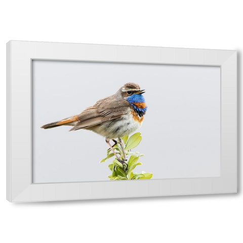 Bluethroat-territory song White Modern Wood Framed Art Print by Archer, Ken