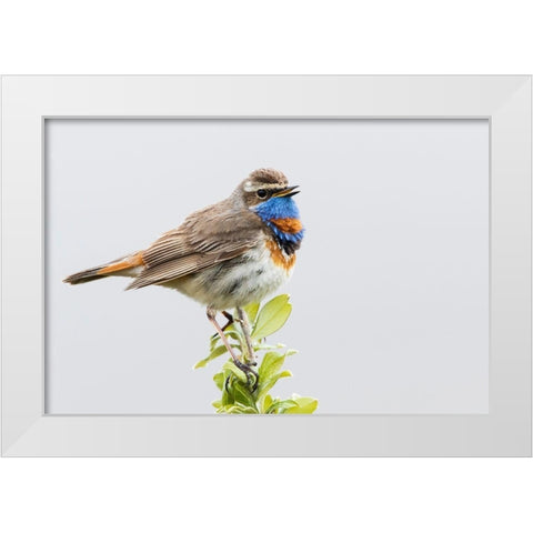 Bluethroat-territory song White Modern Wood Framed Art Print by Archer, Ken