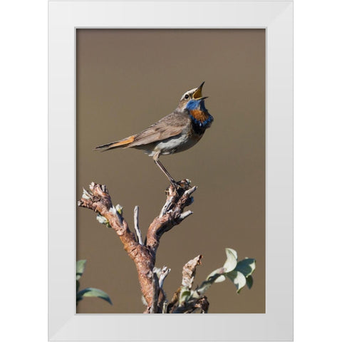 Male Bluethroat Singing White Modern Wood Framed Art Print by Archer, Ken