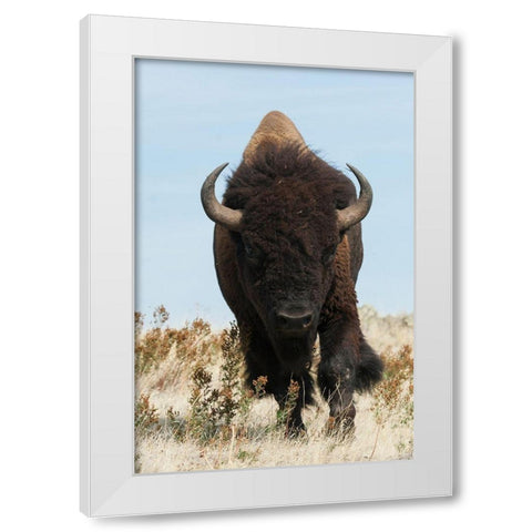 Bison Bull on the move White Modern Wood Framed Art Print by Archer, Ken