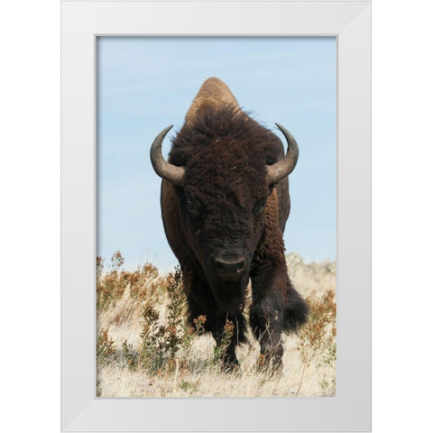 Bison Bull on the move White Modern Wood Framed Art Print by Archer, Ken