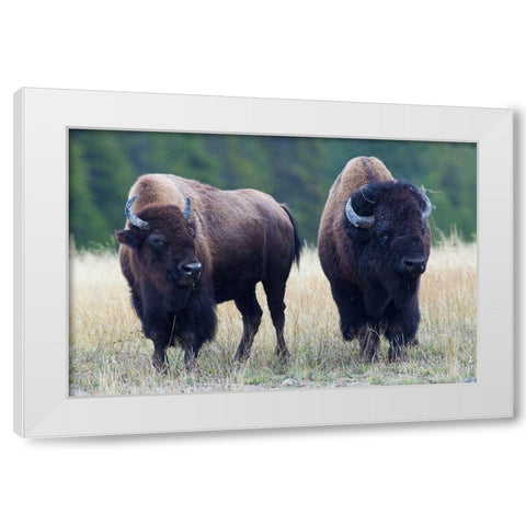 Bison Pair White Modern Wood Framed Art Print by Archer, Ken