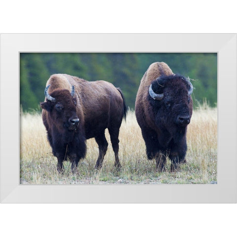 Bison Pair White Modern Wood Framed Art Print by Archer, Ken