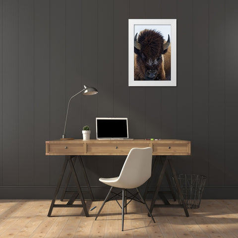 Bull Bison White Modern Wood Framed Art Print by Archer, Ken