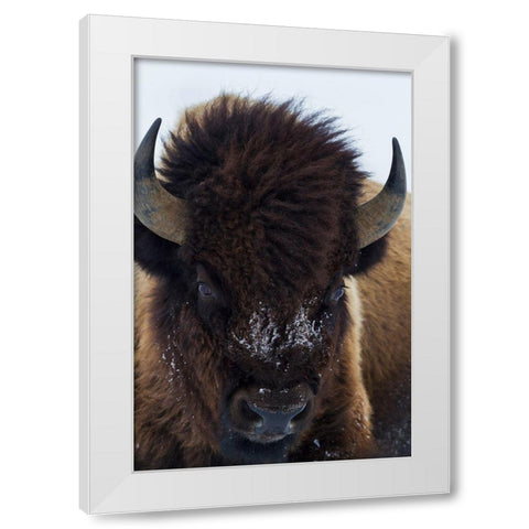 Bull Bison White Modern Wood Framed Art Print by Archer, Ken