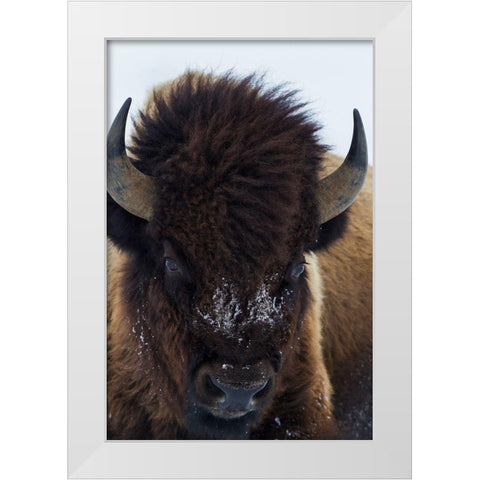 Bull Bison White Modern Wood Framed Art Print by Archer, Ken