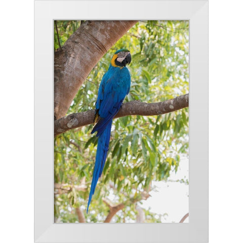 Blue and Gold Macaw-roosting in the shade White Modern Wood Framed Art Print by Archer, Ken