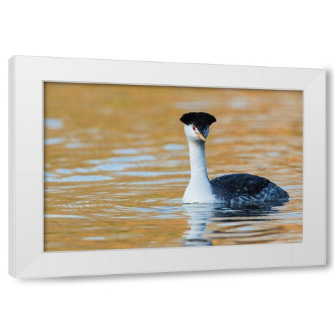 Clarks Grebe White Modern Wood Framed Art Print by Archer, Ken