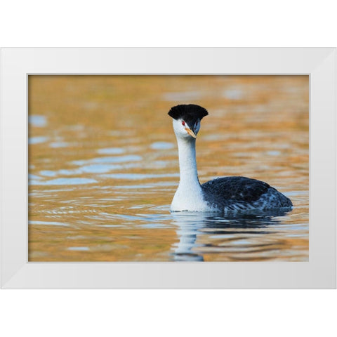 Clarks Grebe White Modern Wood Framed Art Print by Archer, Ken