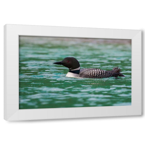 Common Loon White Modern Wood Framed Art Print by Archer, Ken