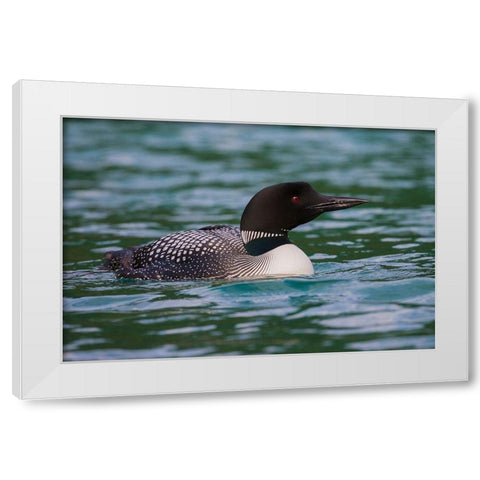 Common Loon White Modern Wood Framed Art Print by Archer, Ken