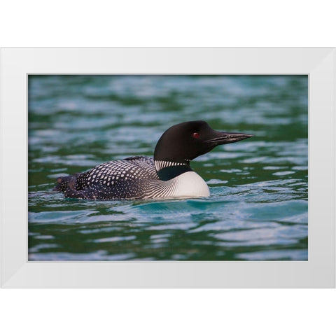 Common Loon White Modern Wood Framed Art Print by Archer, Ken