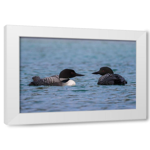 Common Loon Pair White Modern Wood Framed Art Print by Archer, Ken