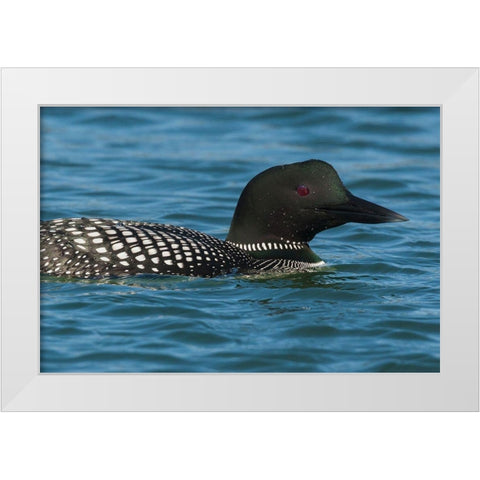 Common Loon White Modern Wood Framed Art Print by Archer, Ken