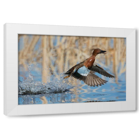 Cinnamon Teal Drake taking flight White Modern Wood Framed Art Print by Archer, Ken