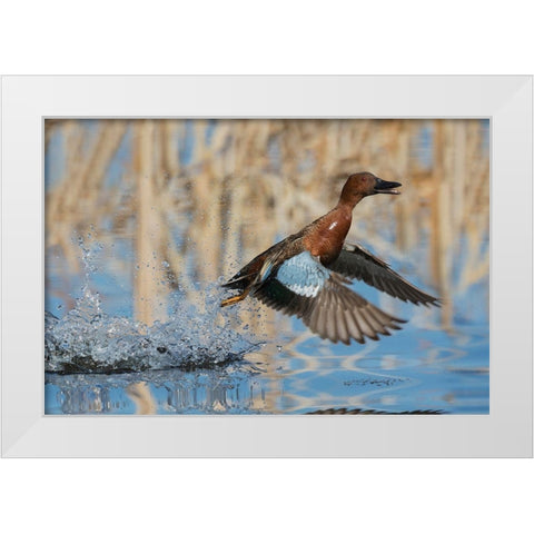 Cinnamon Teal Drake taking flight White Modern Wood Framed Art Print by Archer, Ken