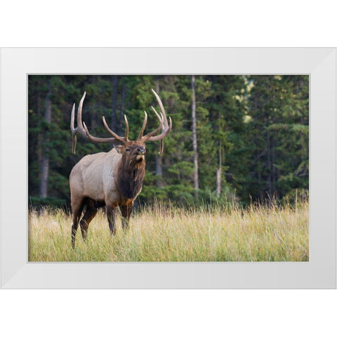 Bull Elk making faces White Modern Wood Framed Art Print by Archer, Ken