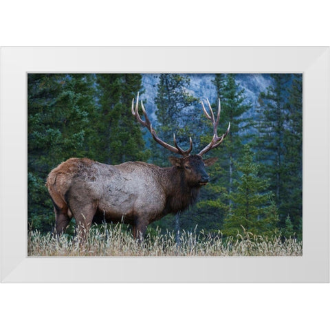 Rocky Mountain Bull Elk White Modern Wood Framed Art Print by Archer, Ken