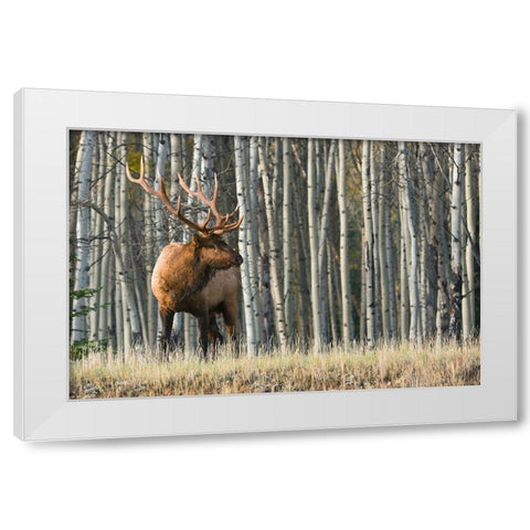 Rocky Mountain Bull Elk-Aspen Forest White Modern Wood Framed Art Print by Archer, Ken
