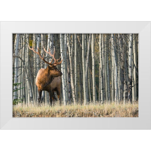 Rocky Mountain Bull Elk-Aspen Forest White Modern Wood Framed Art Print by Archer, Ken