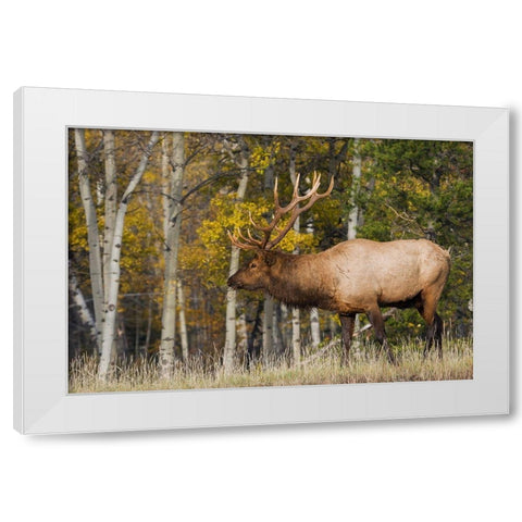 Bull Elk-autumn aspens White Modern Wood Framed Art Print by Archer, Ken