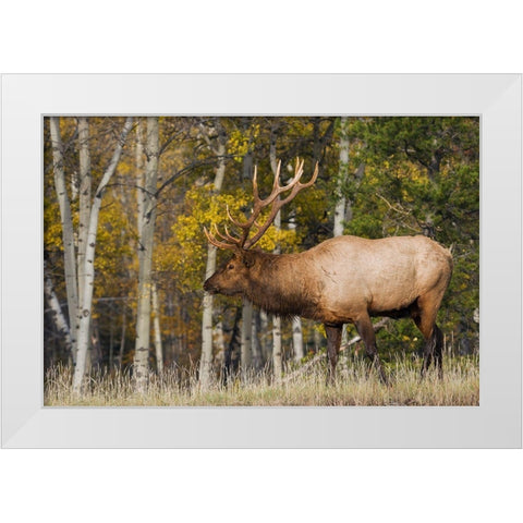 Bull Elk-autumn aspens White Modern Wood Framed Art Print by Archer, Ken