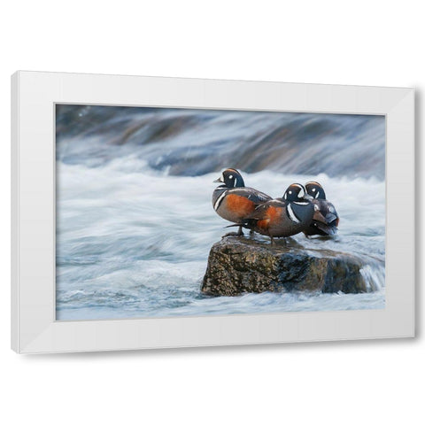 Harlequin Drakes resting in the rapids White Modern Wood Framed Art Print by Archer, Ken