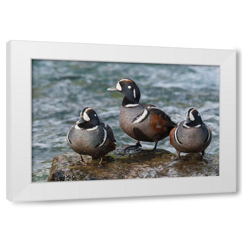 Harlequin Ducks White Modern Wood Framed Art Print by Archer, Ken