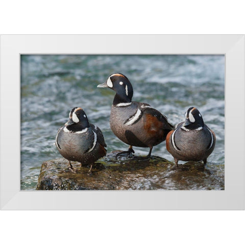 Harlequin Ducks White Modern Wood Framed Art Print by Archer, Ken