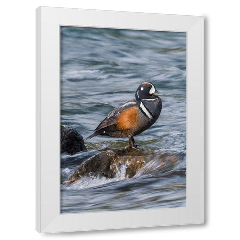Harlequin Drake White Modern Wood Framed Art Print by Archer, Ken