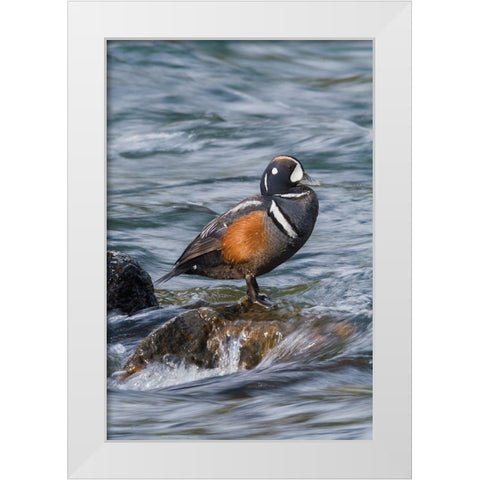 Harlequin Drake White Modern Wood Framed Art Print by Archer, Ken