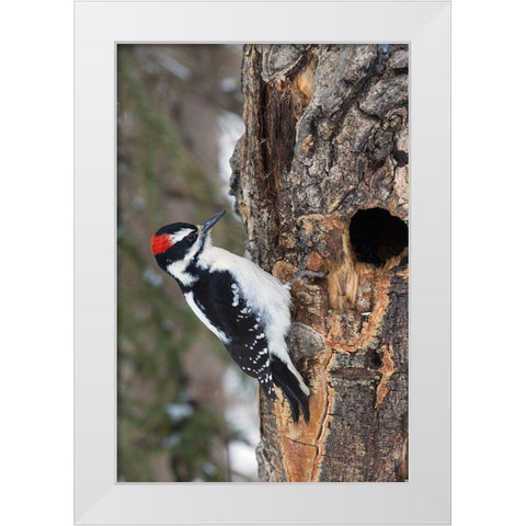 Hairy Woodpecker-winter survivor White Modern Wood Framed Art Print by Archer, Ken