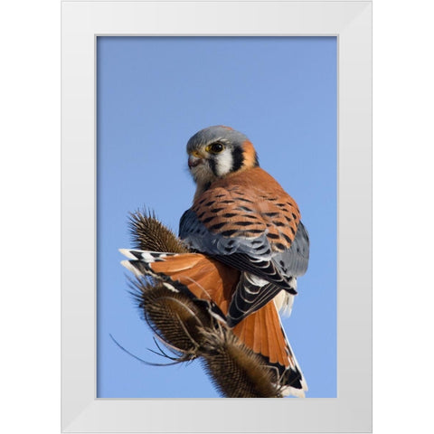 American Kestrel White Modern Wood Framed Art Print by Archer, Ken