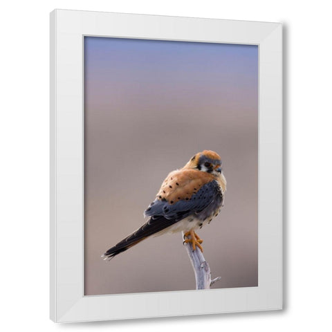 American Kestrel White Modern Wood Framed Art Print by Archer, Ken