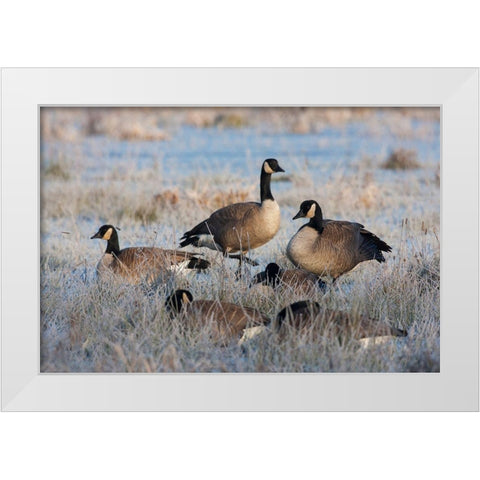 Frosty Morning-Cackling Canada Geese White Modern Wood Framed Art Print by Archer, Ken