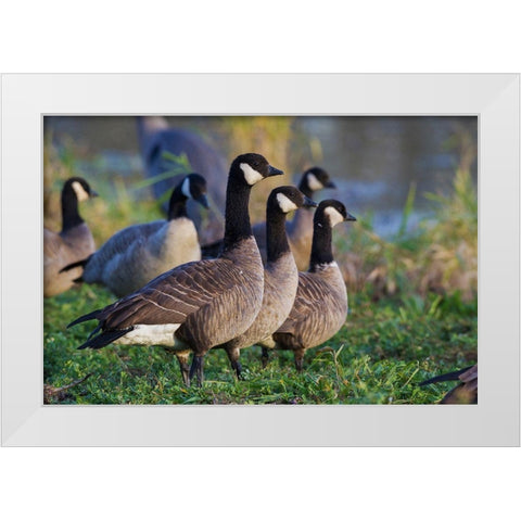 Lesser (Cackling) Canada Geese White Modern Wood Framed Art Print by Archer, Ken