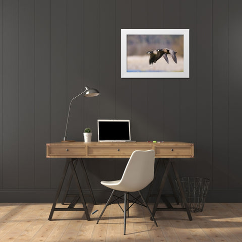 Lesser Canada Geese Flying Past White Modern Wood Framed Art Print by Archer, Ken