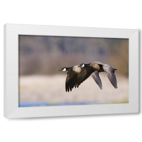 Lesser Canada Geese Flying Past White Modern Wood Framed Art Print by Archer, Ken