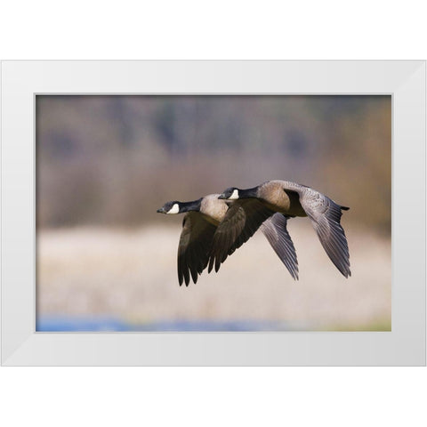 Lesser Canada Geese Flying Past White Modern Wood Framed Art Print by Archer, Ken