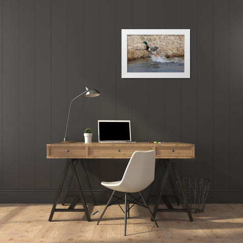 Mallard Drake Taking Flight White Modern Wood Framed Art Print by Archer, Ken