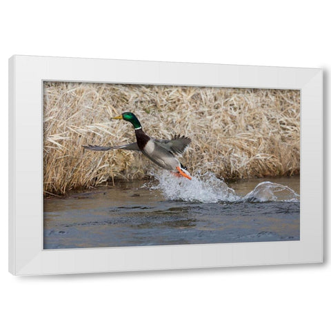 Mallard Drake Taking Flight White Modern Wood Framed Art Print by Archer, Ken