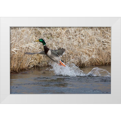 Mallard Drake Taking Flight White Modern Wood Framed Art Print by Archer, Ken