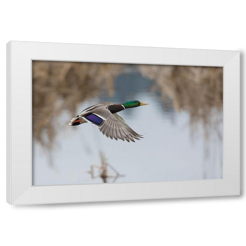 Mallard Drake Taking Flight White Modern Wood Framed Art Print by Archer, Ken