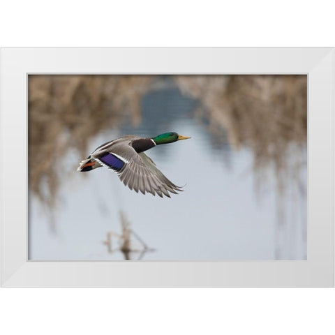 Mallard Drake Taking Flight White Modern Wood Framed Art Print by Archer, Ken