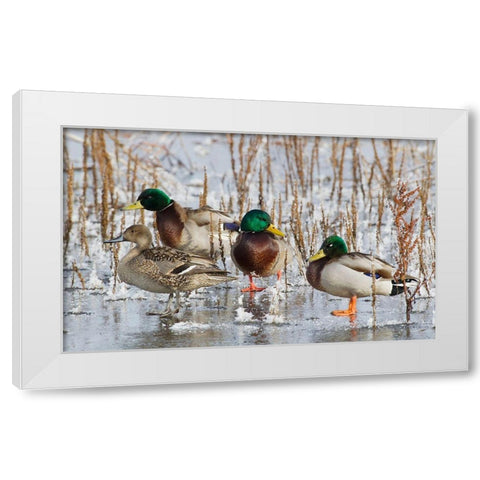 Mallard Drakes and northern Pintail Hen White Modern Wood Framed Art Print by Archer, Ken