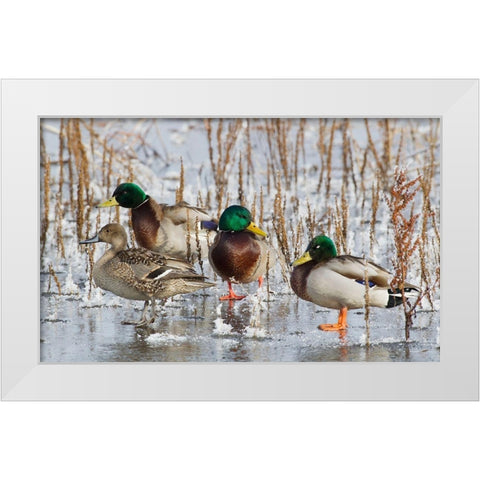 Mallard Drakes and northern Pintail Hen White Modern Wood Framed Art Print by Archer, Ken